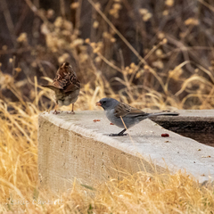 Spizella atrogularis