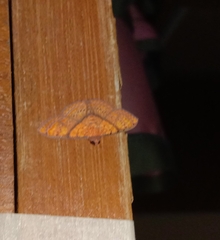 Hypopyra capensis