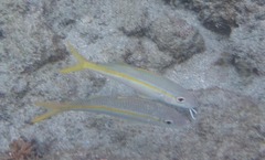 Mulloidichthys martinicus