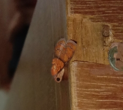 Hypopyra capensis