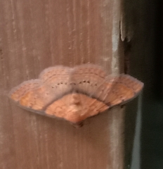 Hypopyra capensis