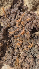 Petrophytum caespitosum