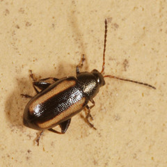 Phyllotreta