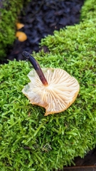Flammulina elastica