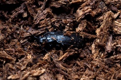 Carabus procerulus procerulus