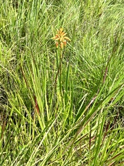 Aloe cooperi