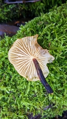 Flammulina elastica