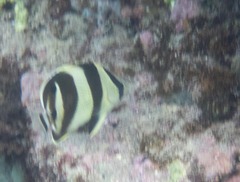 Chaetodon striatus