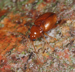 Neocrepidodera ferruginea