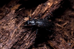 Carabus procerulus procerulus