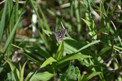 Pyrgus malvae