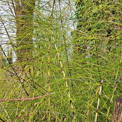 Equisetum telmateia telmateia