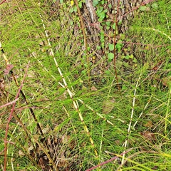 Equisetum telmateia telmateia