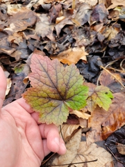 Tiarella stolonifera