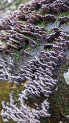 Trichaptum abietinum