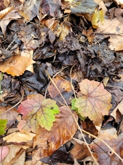 Tiarella stolonifera