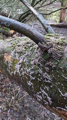 Trichaptum abietinum