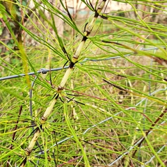 Equisetum telmateia telmateia