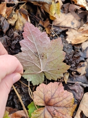 Tiarella stolonifera