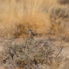 Artemisiospiza nevadensis