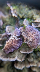 Trichaptum abietinum