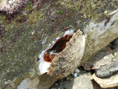 Striostrea prismatica