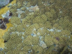 Palythoa caribaeorum