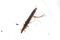 Stenopsyche marmorata