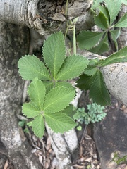 Cyphostemma lanigerum