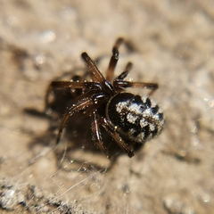Steatoda albomaculata