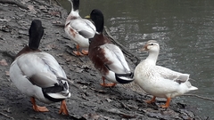 Anas platyrhynchos domesticus