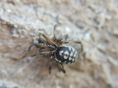 Steatoda albomaculata