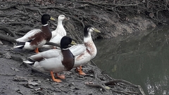 Anas platyrhynchos domesticus