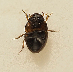 Limnebius