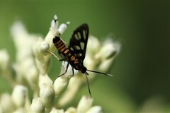 Amata huebneri