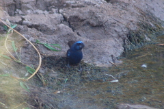 Cyanoloxia brissonii