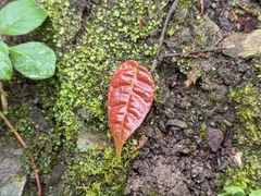 Ficus sarmentosa nipponica