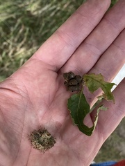 Andricus grossulariae