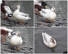 Anas platyrhynchos domesticus