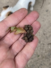 Andricus grossulariae