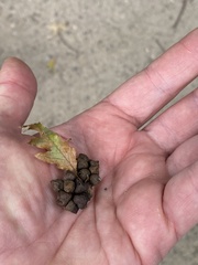 Andricus grossulariae