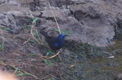 Cyanoloxia brissonii