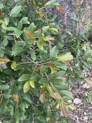 Ochna pretoriensis
