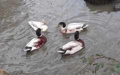 Anas platyrhynchos domesticus