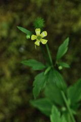 Ranunculus silerifolius