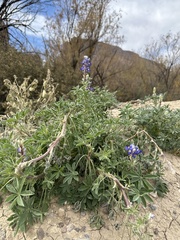 Lupinus havardii