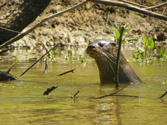 Lontra longicaudis