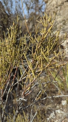 Ephedra