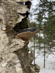 Phellinus nigricans