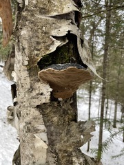 Phellinus nigricans